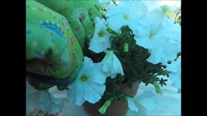 Ампельная петуния серии "НУВОЛАРИ"