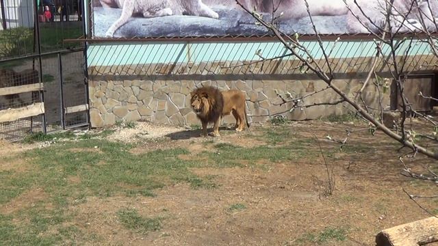 Выпуск львов 2017. P.S. Алекс так и не вышел смотреть онлайн