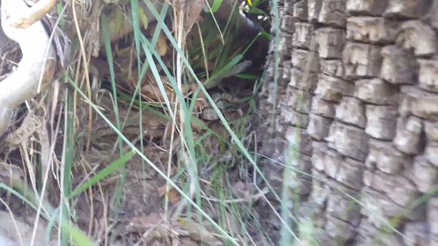 4K CC. Rare Rock Rattlesnake, Catching amazing Pet Reptiles in AZ, CA, TX, NM Herping HD. смотреть онлайн