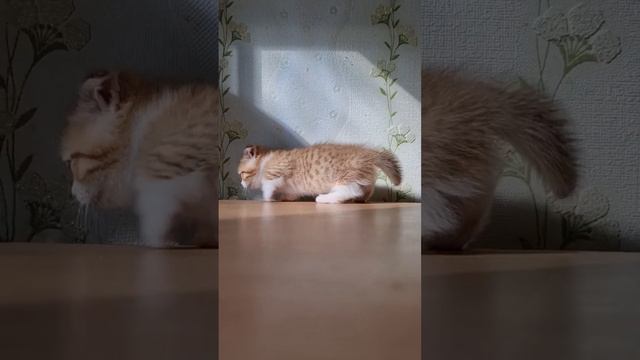 Чудо-малыш. Короткие ножки,сложенные ушки. Золотой котёнок породы манчкин скоттиш килт.
