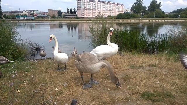 ЦІКАВІ ФАКТИ про тварин. ЛЕБІДЬ українською мовою.