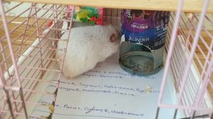 Как ругается хомяк