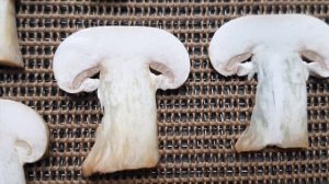 Сушка Шампиньонов. Как сушить грибы в инфракрасной сушилке