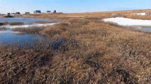 Охота на гуся, весна, север, Амдерма