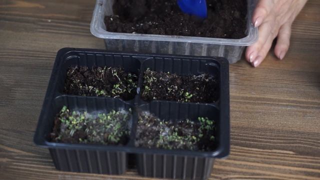 ПЛЕСЕНЬ НА РАССАДЕ ? Избавляемся БЕЗ Химии ❌ смотреть онлайн