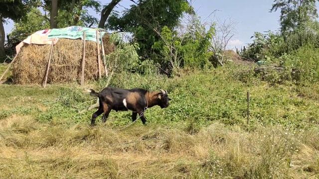 Результат обезроживания взрослого козла Графа резинками Как обезрожить резинками Сельская Жизнь смотреть онлайн