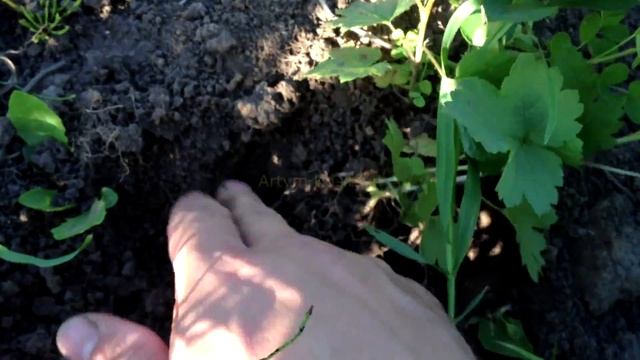 Смородина из семян. смотреть онлайн