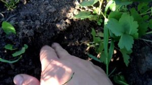 Смородина из семян.