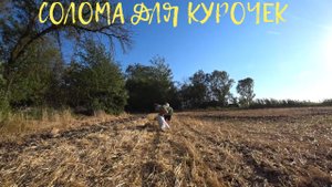 ИМ ЕЕ НУЖНО МНОГО ??? НАБРАЛИ НА ВСЮ ЗИМУ? ЦЫПЛЯТА ГИБИСКУС ЗАЦВЕЛ???