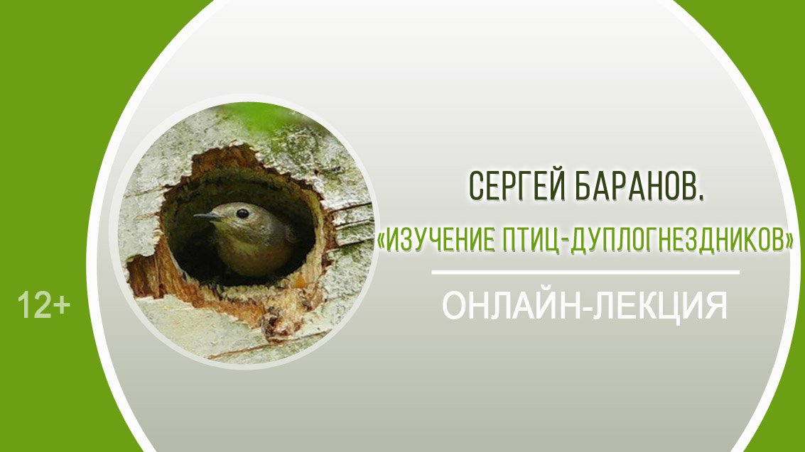 Обыкновенный удод относится к экологической группе дуплогнездников. Изучение птиц. дуплогнездники птицы представители. примеры птиц дуплогнездников. пасианые дуплогнездники.