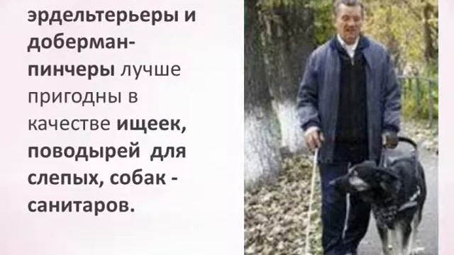 Познавательная программа «Мордочка, хвостик и четыре лапы» смотреть онлайн