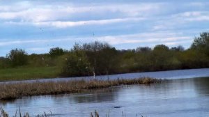 МНОГО ВЫСТРЕЛОВ В ЛЁТ ВЕСЕННЯЯ ОХОТА