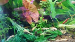 Анциструсы едят крапиву — ПОВЫШАЕМ ИММУНИТЕТ!