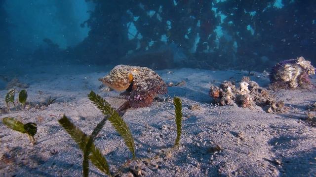 The Best Scuba Diving in Sydney | DNSW Underwater Guide смотреть онлайн