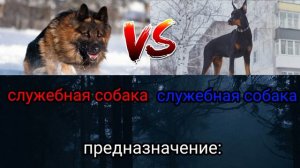 доберман против немецкой овчарки | doberman vs german shepherd
