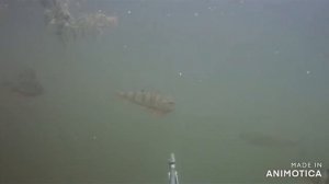 Подводная охота, Енисей, Тыва