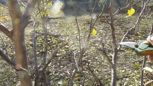 Слива. Обрезка сливы для прореживания кроны.