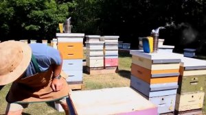 БАЗОВЫЙ ВИДЕОКУРС МАТКОВОДСТВА: вывод и работа с матками, деление семей, виды нуклеусов