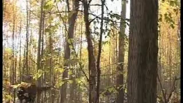 Дровосеки смотреть онлайн