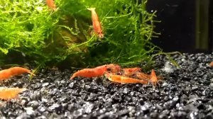 Креветки черри едят,креветочник,уход и содержание креветок.