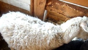 Курдючные овцы, порода Эдильбай.