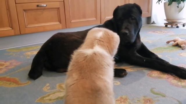 о жизни и характере алабаев. Усадьба Кархула племпитомник САО смотреть онлайн