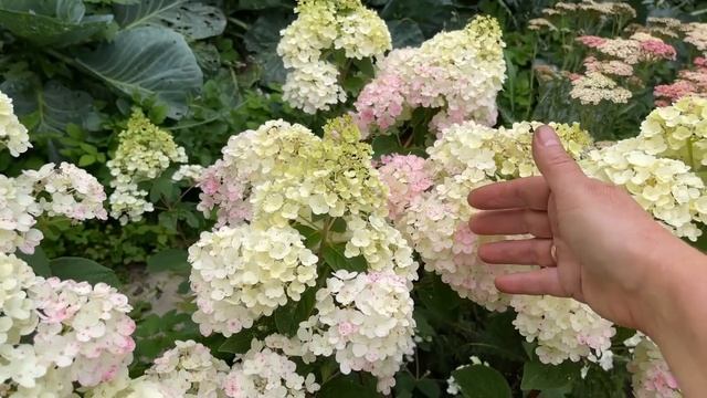 ЧТО ЦВЕТЕТ В АВГУСТЕ смотреть онлайн