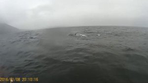 КОСАТКИ В МАГАДАНЕ. Удивительный случай на рыбалке.Охотское море. П-о. Кони.