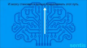 Что такое нейропластичность мозга