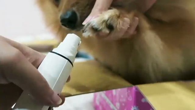 寵物磨甲器 смотреть онлайн