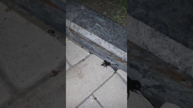 как стрекочет сверчок видео