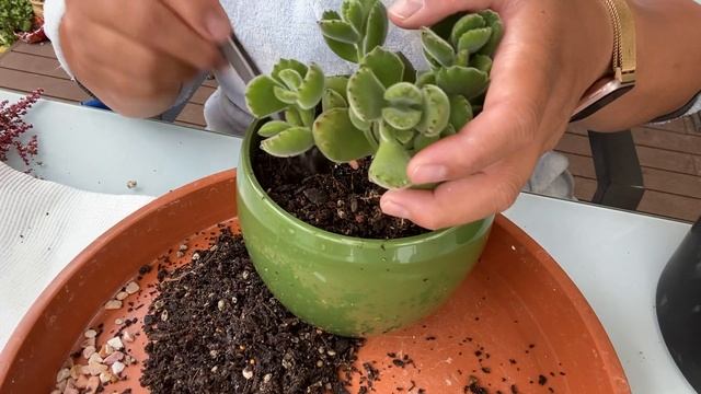 Succulent talk- Cotyledon Tomentosa Bears Paw re-potting смотреть онлайн