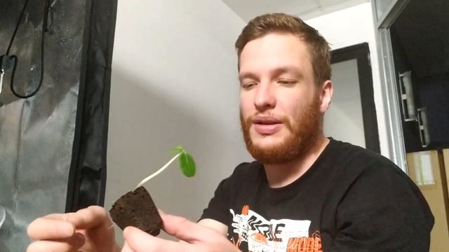 #3 Гидропоника - что это такое? Принцип работы DWC - (Deep Water Culture - Культура Глубокой Воды)