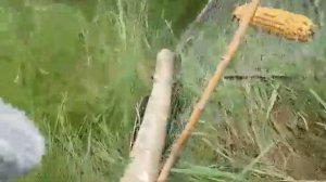 Как поставить надёжную систему для ловушки на фазана