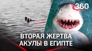 Акула снова атаковала Египет, пляжи Хургады закрыты. Генконсульство предупредило россиян
