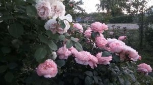 Розы селекции Усыниных. Анастасия, Ольга