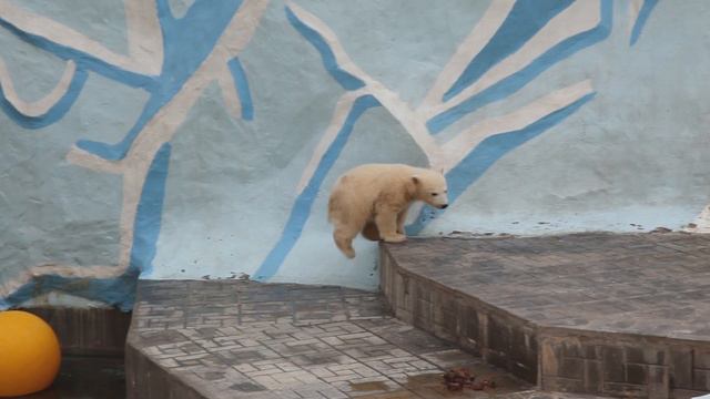 Белые мишки в новосибирском зоопарке смотреть онлайн