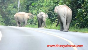 Нападение слонов в Таиланде