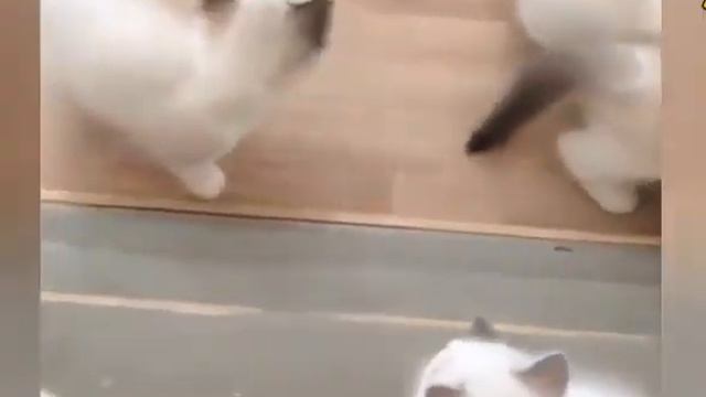 Ржачные приколы про котов и котят! Смешные и веселые животные! Курьезы с домашними животными! смотреть онлайн