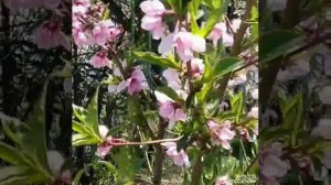 Майя Кристалинская Таежный вальс Бирюсинка