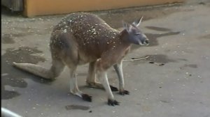 12_Приспособление кенгуру к бегу