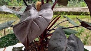 Philodendron Dark Lord vs Royal Queen (Black Majesty) || bedanya dimana?