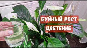ВОЛШЕБНЫЙ ЭЛИКСИР для СПАТИФИЛЛУМА и даже чахлый цветок оживет, позеленеет и зацветет!