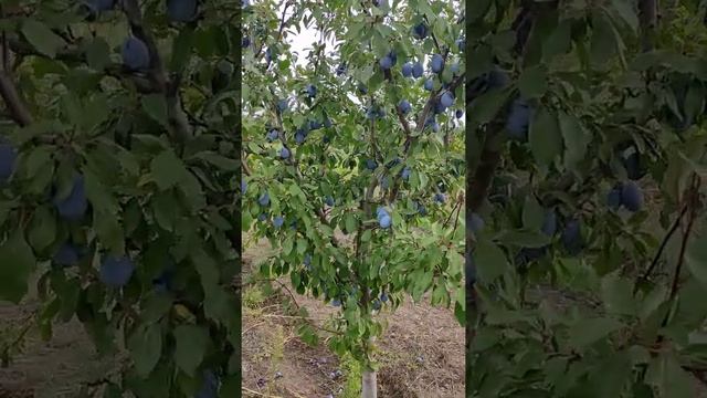 Слива Блю Фри и Стенлей смотреть онлайн