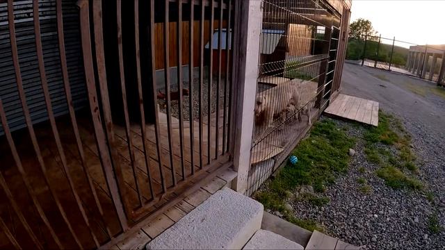 Первое знакомство щенков питбулей с волками. Кошка огрела охотящегося волка. смотреть онлайн