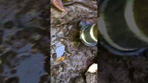 Ремонт водопровода на входе в участок частного дома