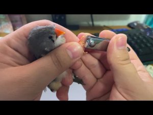 Как стричь когти маленьким птицам, амадина