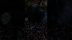 Как стать котом? Сейчас расскажем!