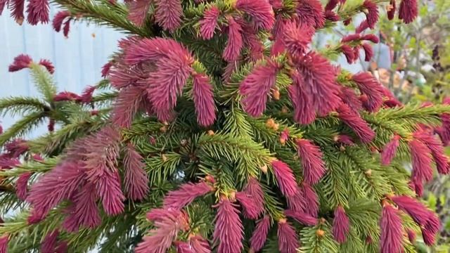 Ель обыкновенная "Рыдал". Picea abies "Rydal" смотреть онлайн