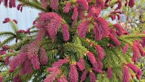 Ель обыкновенная "Рыдал". Picea abies "Rydal"